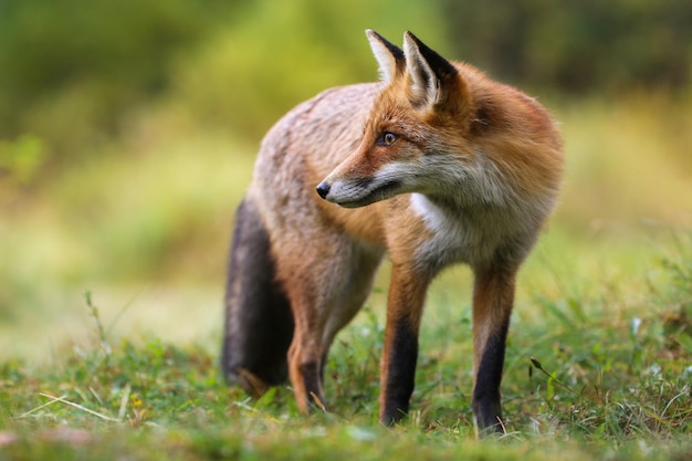 Renard roux alerte debout sur les prairies dans la nature estivale