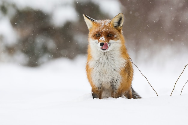 Renard roux assis sur une prairie en hiver