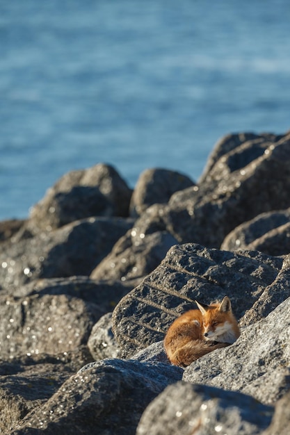 Renard roux un bel animal dans un habitat naturel.