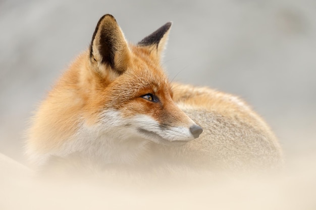 Renard roux un bel animal dans un habitat naturel.