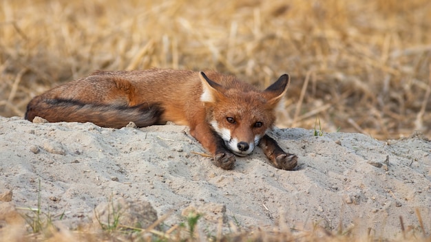 Renard roux couché avec les pattes tendues vers l'avant le matin d'été dans la nature.