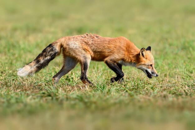 le renard roux dans la nature (Vulpes vulpes)