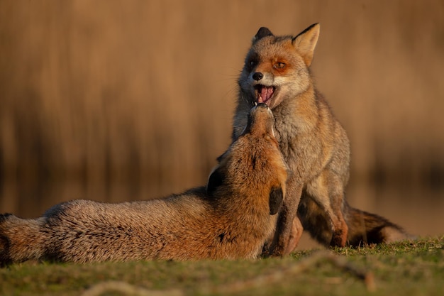 Renard roux dans la nature.