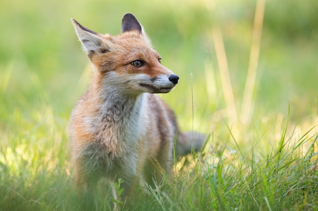 Renard roux debout sur l'herbe verte en été