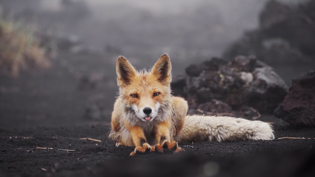 Renard roux drôle au kamchatka renard humide dans des conditions naturelles