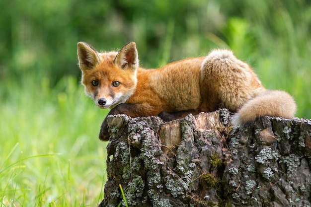 Renard roux mignon, vulpes vulpes, cub couché sur une souche d'arbre dans la forêt de printemps.