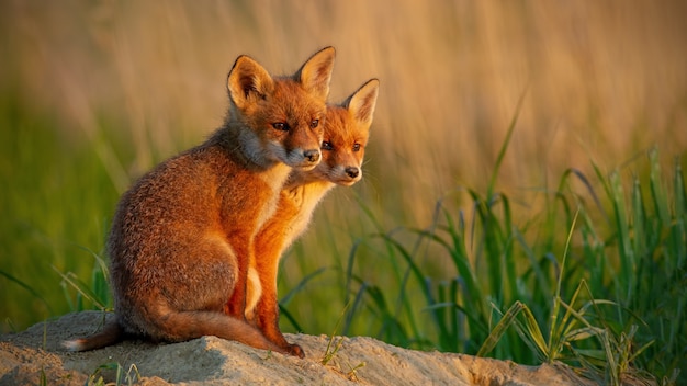 Renard roux petits oursons près de la tanière au coucher du soleil