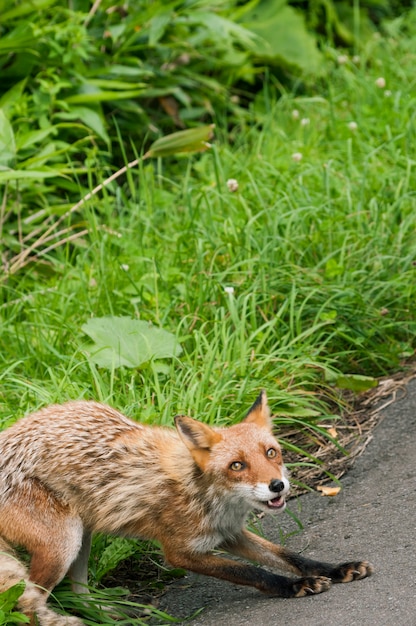 Le renard roux prêt à sauter avec de l'herbe verte derrière ; se concentrer sur le renard