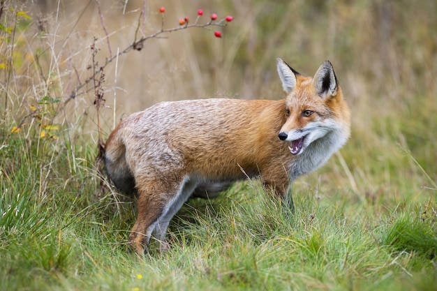 Renard roux regardant en arrière sur l'herbe à l'automne