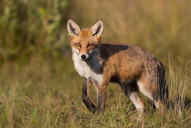 Renard roux regardant dans l'appareil photo sur un pré en automne au coucher du soleil