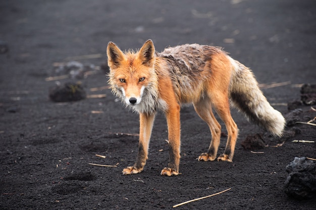 Renard roux sauvage (Vulpes vulpes beringiana) debout sur le sable noir. Péninsule du Kamtchatka, Russie