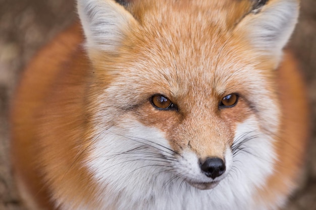 Renard roux se bouchent