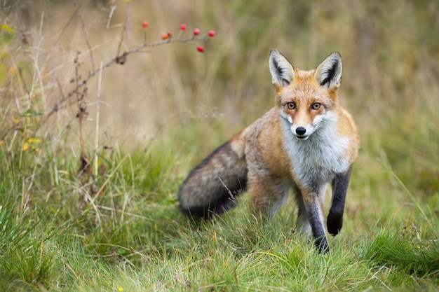 Le renard roux, Vulpes vulpes, approche sur prairie en automne nature