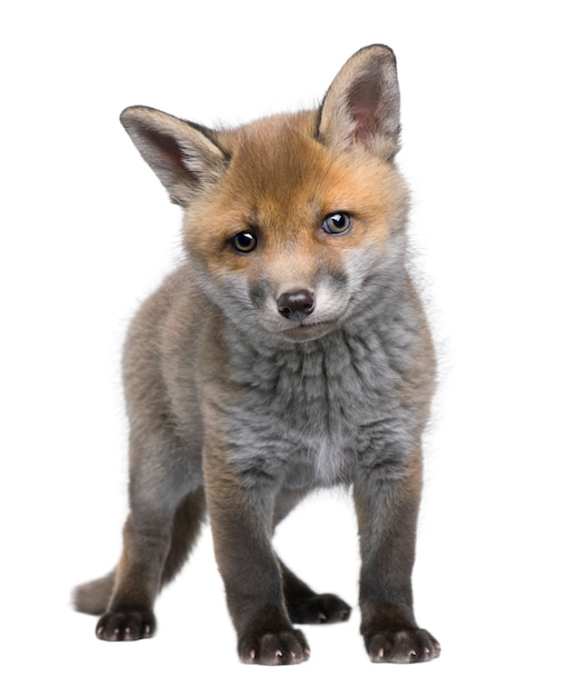 Renard roux Vulpes vulpes sur un blanc isolé