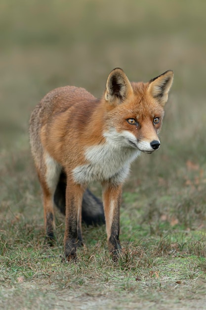 Renard roux (Vulpes vulpes) dans un environnement naturel d'automne.