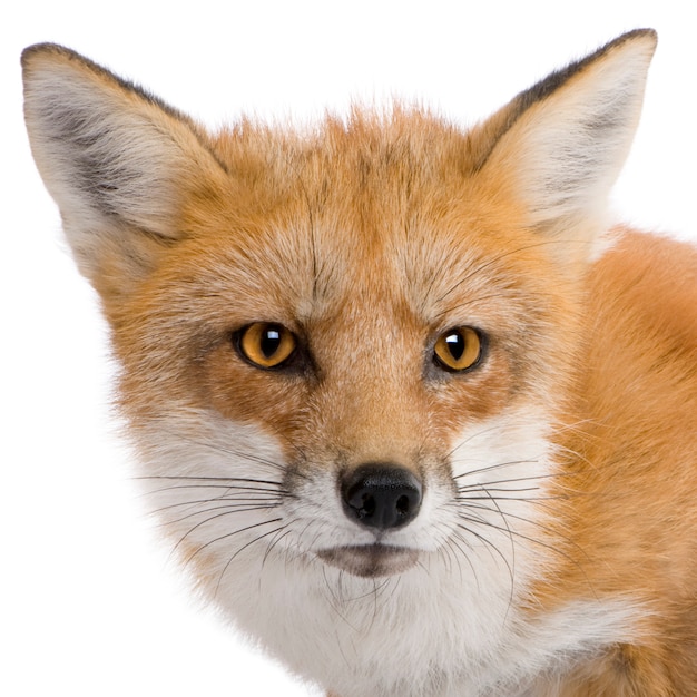 Renard roux, Vulpes vulpes, isolé sur blanc