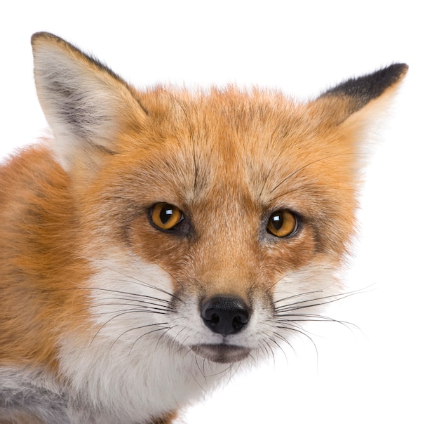 Renard roux, Vulpes vulpes, isolé sur blanc