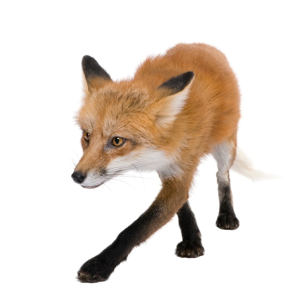 Renard roux, Vulpes vulpes, isolé sur blanc