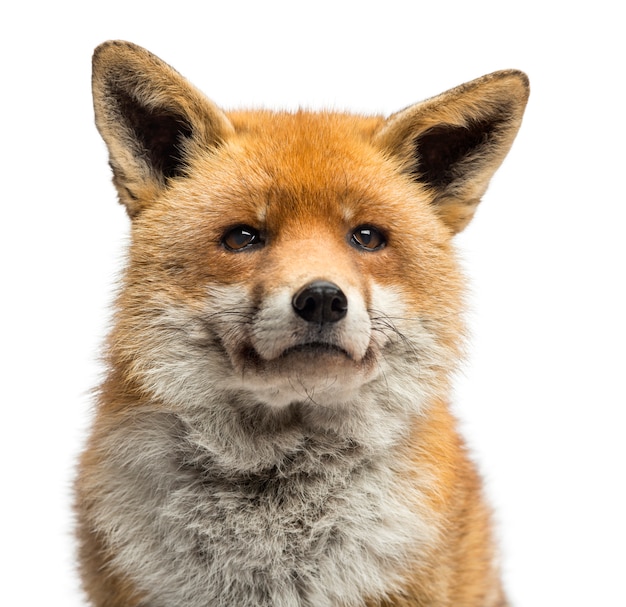 Renard roux Vulpes vulpes isolé sur blanc