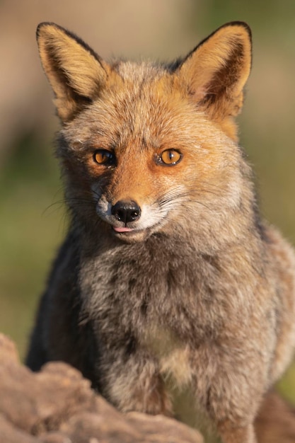 Le renard roux Vulpes vulpes Malaga Espagne