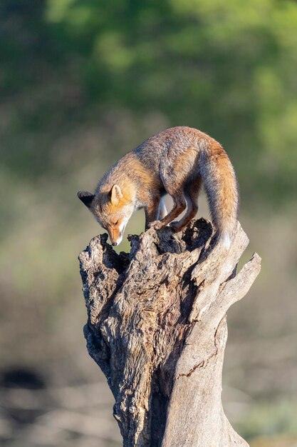 Le renard roux (Vulpes vulpes) Malaga, Espagne