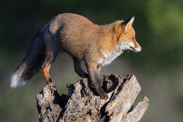 Le renard roux (Vulpes vulpes) Malaga, Espagne