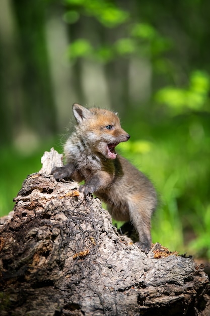 Le renard roux, Vulpes vulpes, petit jeune ourson en forêt sur souche. Mignons petits prédateurs sauvages en milieu naturel