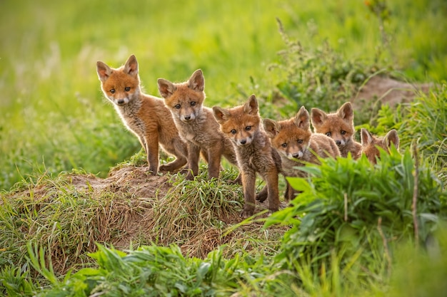 Le renard roux, Vulpes vulpes, petits jeunes oursons près de den regardant curieusement autour