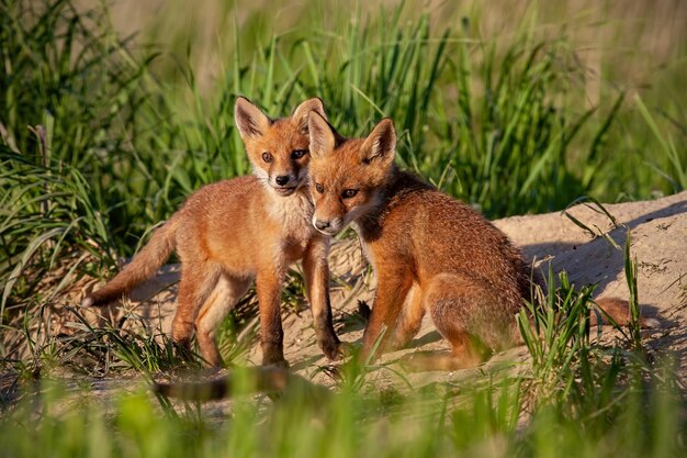 Le renard roux vulpes vulpes petits jeunes oursons près de la tanière jouant