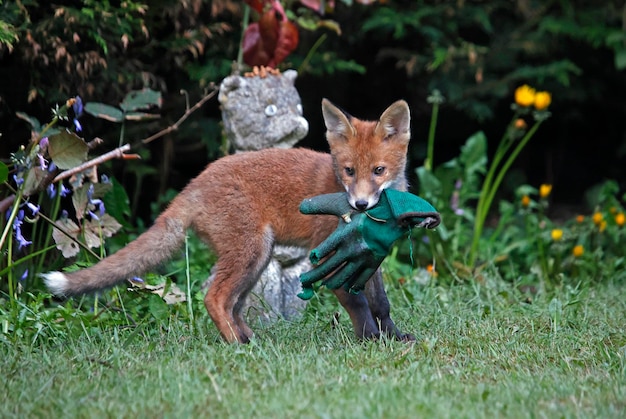 Renard avec un sac de nourriture