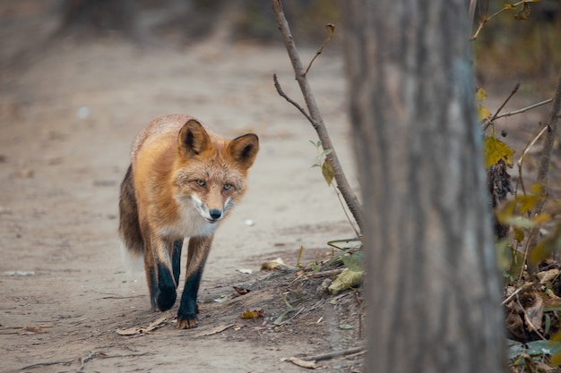 Renard sauvage marchant sur un sentier de réserve naturelle en Russie