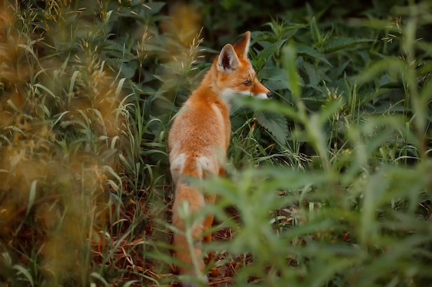 Renard sauvage se cachant dans l'herbe de la forêt