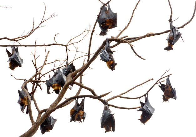 Le renard volant de Lyle est accroché à l'arbre.