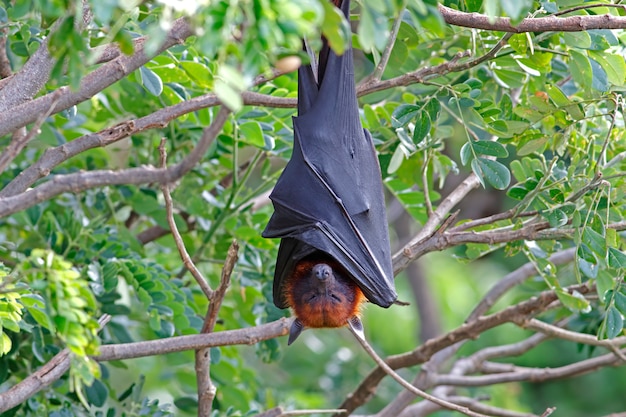 Renard volant de Lyle Pteropus lylei Bat Sleeping