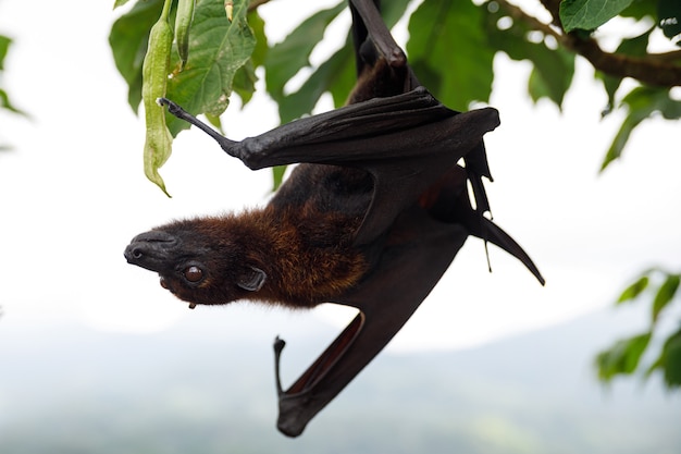 Renard volant mignon et moelleux accroché à l'arbre