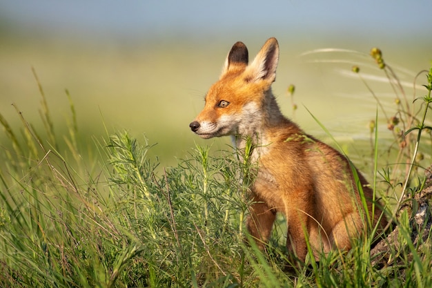 Renardeau. Jeune renard roux est assis dans l'herbe