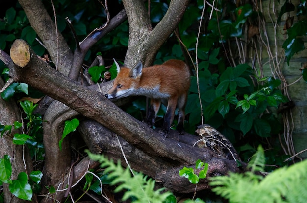 Renardeau urbain explorant dans le jardin près de sa tanière