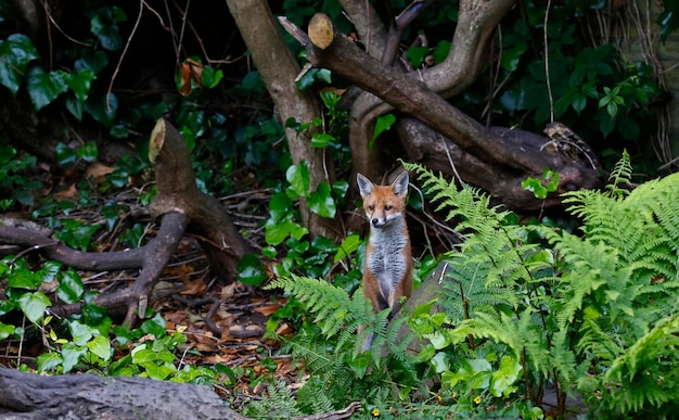 Renardeau urbain explorant dans le jardin près de sa tanière