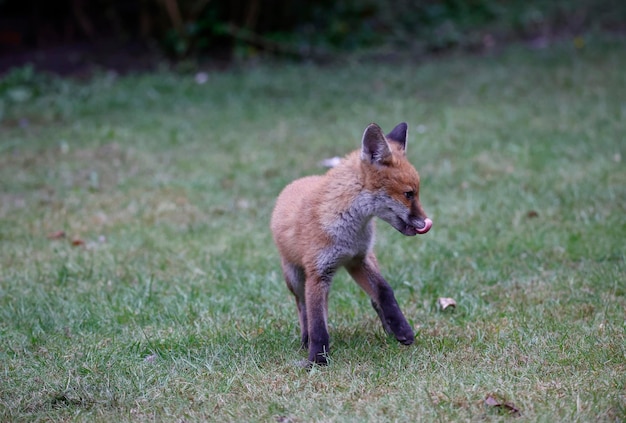 Renardeaux jouant dans le jardin près de leur tanière