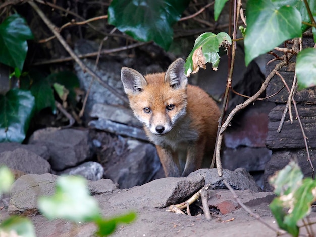 Renardeaux jouant près de leur tanière