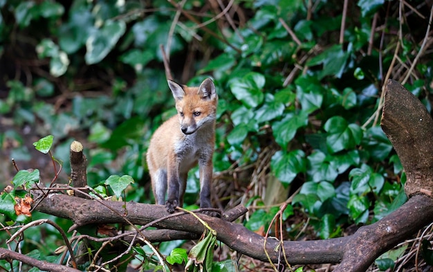 Renardeaux jouant près de leur tanière