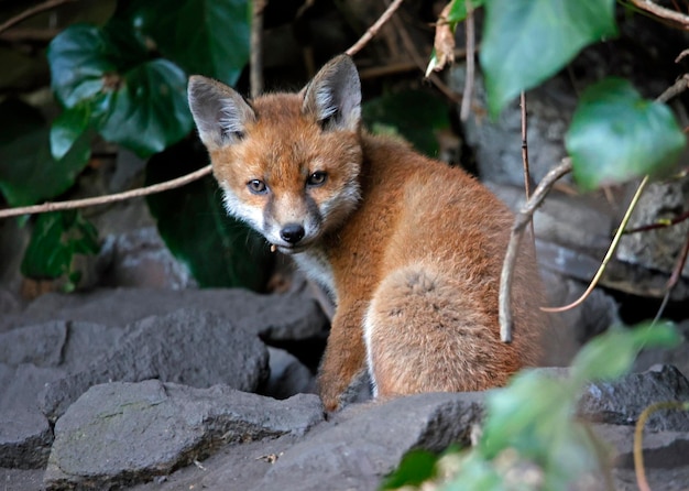 Renardeaux sortant de leur tanière dans le jardin