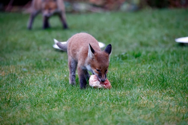 Renardeaux sortant de leur tanière dans le jardin