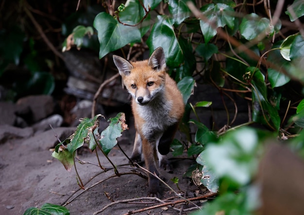 Renardeaux urbains explorant le jardin près de leur tanière