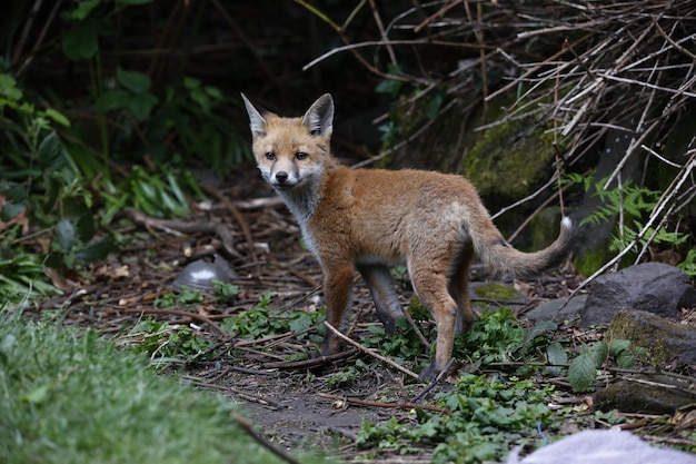 Renardeaux urbains explorant le jardin près de leur tanière