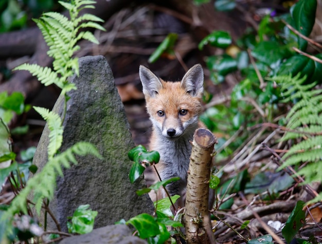 Renardeaux urbains explorant le jardin