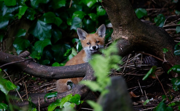 Renardeaux urbains explorant le jardin