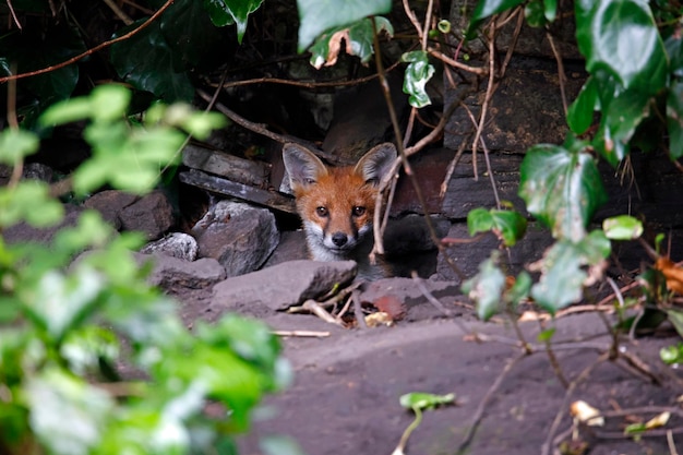 Renardeaux urbains jouant dans le jardin