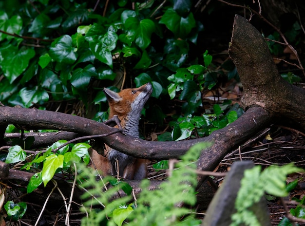 Renardeaux urbains jouant dans le jardin