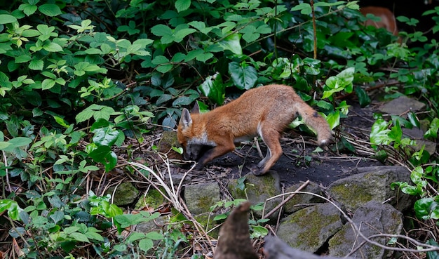 Renardeaux urbains jouant dans le jardin